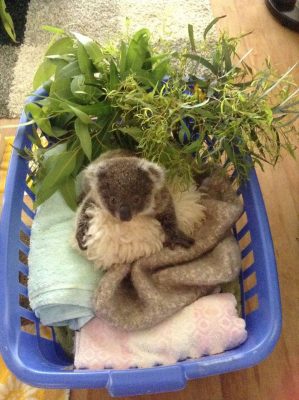 Myoora Jarra foi salva pelo hospital de koalas aos cinco meses