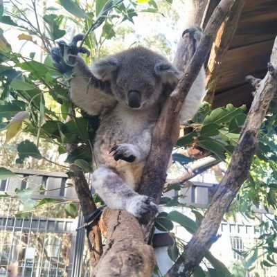 Ocean Summer é um koala residente e que foi apadrinhado pelo Celeiro Integral